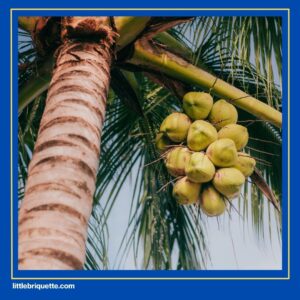 Coconut Charcoal Hookah