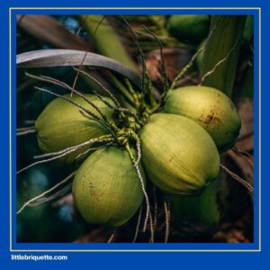 Coconut Charcoal Briquettes Factory