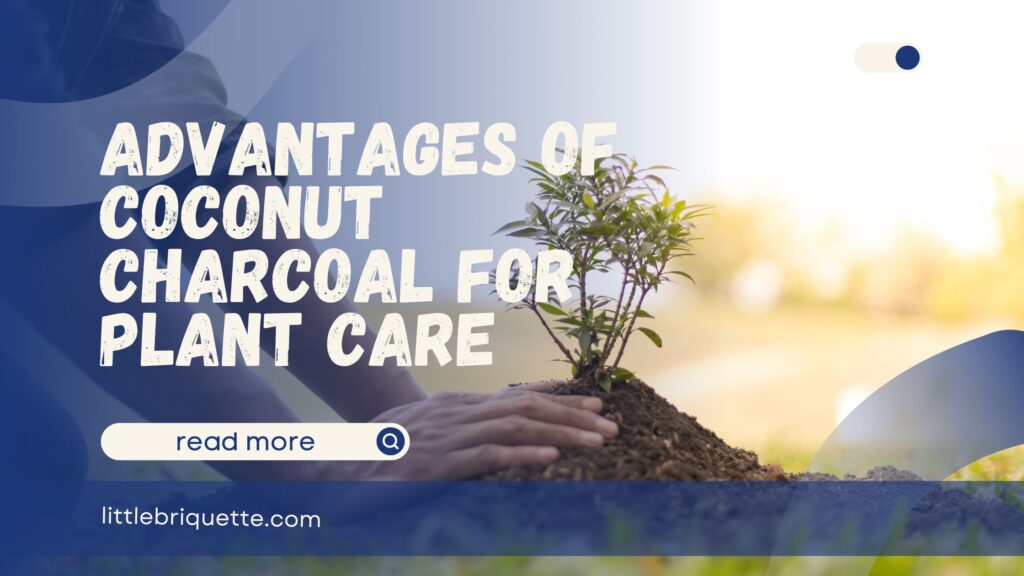 Coconut Charcoal for Plant Care