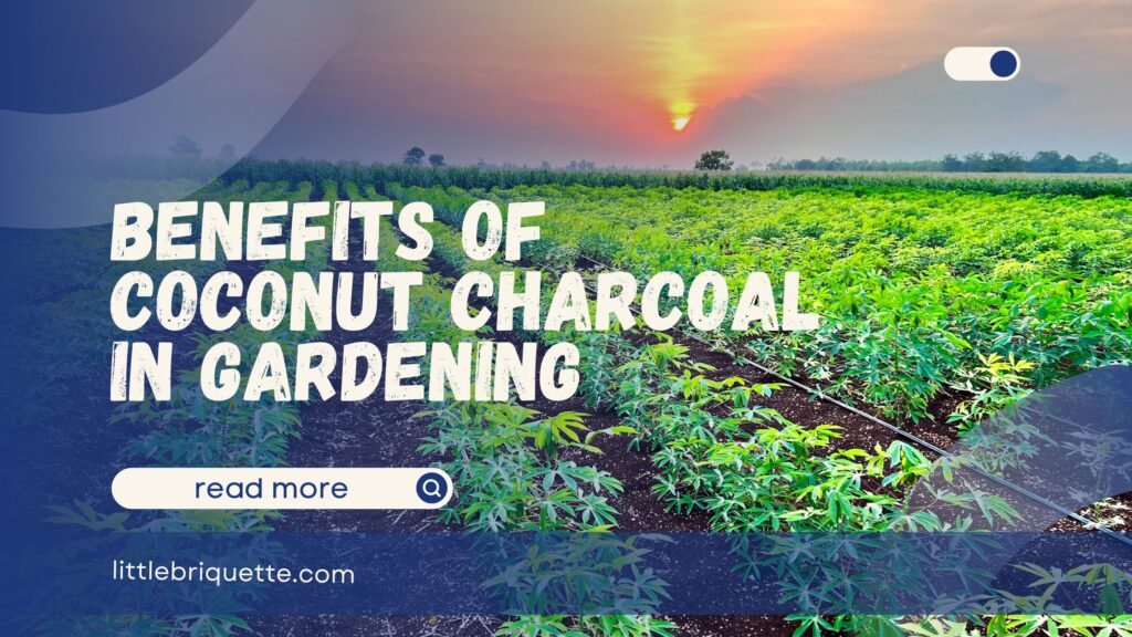 Benefits Coconut Charcoal in Gardening